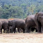 elephant-orphanage