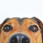 éducateurs canins