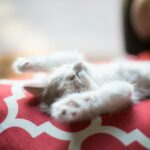 socialiser efficacement un chaton