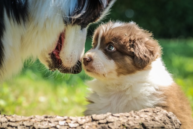 Les meilleures friandises pour éduquer votre chien !